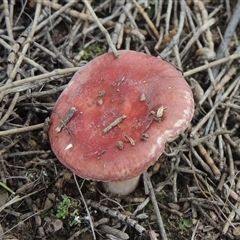 Russula sp. (genus) at Conder, ACT - 7 Jan 2024