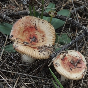 Russula sp. (genus) at Conder, ACT - 7 Jan 2024