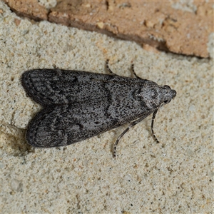 Heteromicta pachytera at Harrison, ACT - suppressed