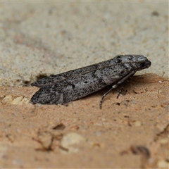 Heteromicta pachytera at Harrison, ACT - suppressed