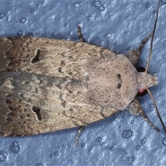 Proteuxoa hypochalchis (Black-bar Noctuid) at Bulli, NSW - 4 Oct 2024 by jb2602