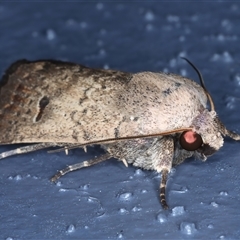 Proteuxoa hypochalchis at Bulli, NSW - 4 Oct 2024 11:59 PM