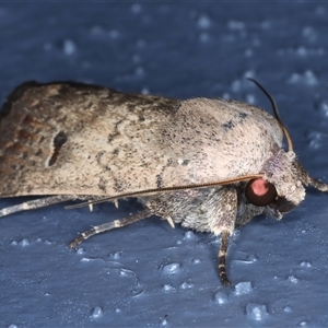 Proteuxoa hypochalchis at Bulli, NSW - 4 Oct 2024