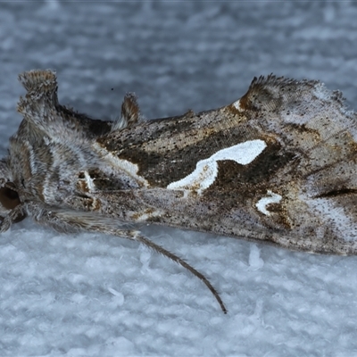 Chrysodeixis argentifera (Tobacco Looper) at Bulli, NSW - 5 Oct 2024 by jb2602