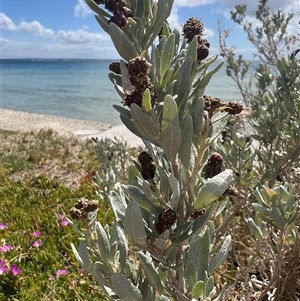 Atriplex cinerea (Grey Saltbush) at Portsea, VIC by marikit