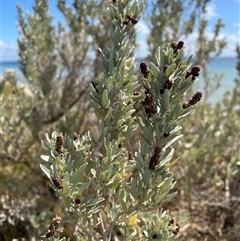 Atriplex cinerea at Portsea, VIC - 8 Oct 2024