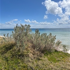 Atriplex cinerea at Portsea, VIC - 8 Oct 2024