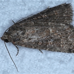 Hypoperigea tonsa (A noctuid moth) at Bulli, NSW - 5 Oct 2024 by jb2602