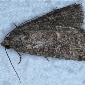 Hypoperigea tonsa at Bulli, NSW - 5 Oct 2024 10:30 PM