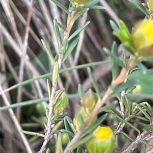 Hibbertia calycina at Gurrundah, NSW - 5 Oct 2024