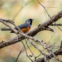 Monarcha melanopsis (Black-faced Monarch) at Green Cape, NSW - 6 Oct 2024 by trevsci