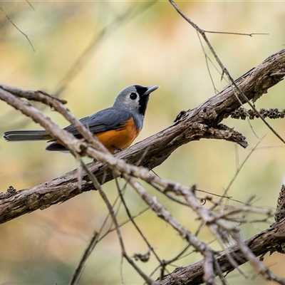 Monarcha melanopsis (Black-faced Monarch) at Green Cape, NSW - 6 Oct 2024 by trevsci