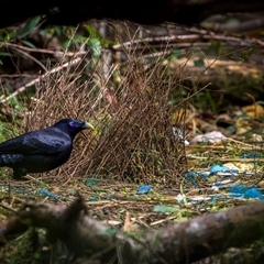 Ptilonorhynchus violaceus (Satin Bowerbird) at Green Cape, NSW - 7 Oct 2024 by trevsci