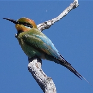 Merops ornatus at Hall, ACT - 8 Oct 2024 12:09 PM