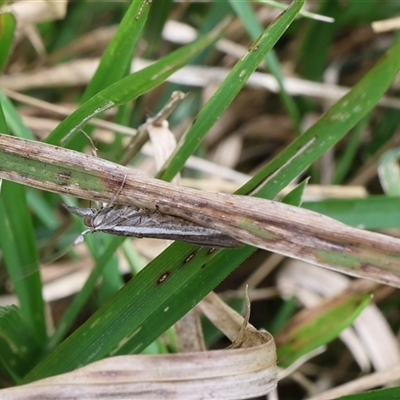 Hednota (genus) (A Crambid Snout Moth) at Lyons, ACT - 8 Oct 2024 by ran452