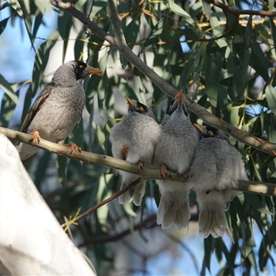 Manorina melanocephala (Noisy Miner) at Hall, ACT - 30 Sep 2024 by Anna123