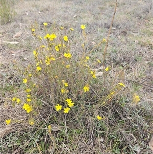 Hibbertia calycina at Googong, NSW - 8 Oct 2024