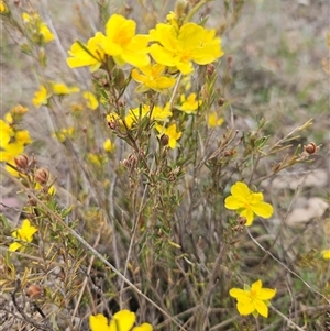 Hibbertia calycina at Googong, NSW - 8 Oct 2024 02:28 PM