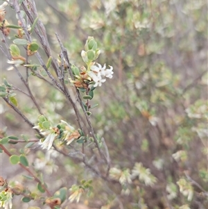 Brachyloma daphnoides at Googong, NSW - 8 Oct 2024