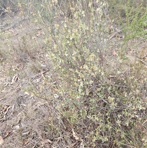 Brachyloma daphnoides at Googong, NSW - 8 Oct 2024