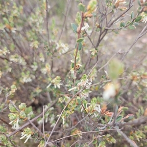 Brachyloma daphnoides at Googong, NSW - 8 Oct 2024