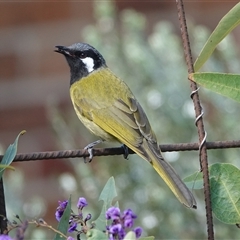 Nesoptilotis leucotis (White-eared Honeyeater) at Hall, ACT - 20 Sep 2024 by Anna123