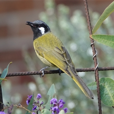 Nesoptilotis leucotis (White-eared Honeyeater) at Hall, ACT - 20 Sep 2024 by Anna123