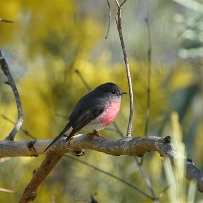 Petroica rosea (Rose Robin) at Hall, ACT - 29 Aug 2024 by Anna123