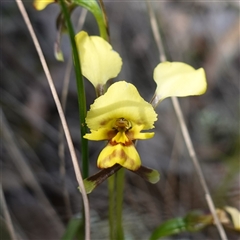 Diuris goonooensis (Western Donkey Orchid) at Cowra, NSW - 27 Sep 2024 by RobG1