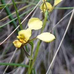 Diuris goonooensis at Cowra, NSW - suppressed