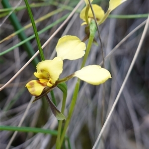 Diuris goonooensis at Cowra, NSW - suppressed