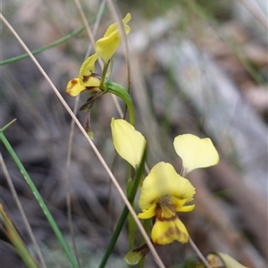 Diuris goonooensis at Cowra, NSW - suppressed