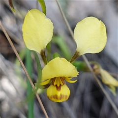 Diuris goonooensis at Cowra, NSW - suppressed