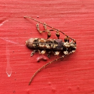 Tessaromma undatum at Captains Flat, NSW - suppressed