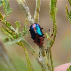 Calomela curtisi (Acacia leaf beetle) at Captains Flat, NSW - 8 Oct 2024 by Csteele4