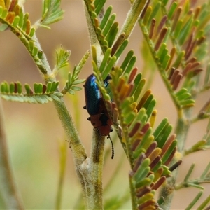 Calomela curtisi at Captains Flat, NSW - 8 Oct 2024