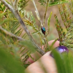 Calomela curtisi at Captains Flat, NSW - 8 Oct 2024 11:20 AM