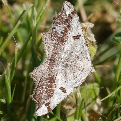 Dissomorphia australiaria (Dashed Geometrid, Ennominae) at Hall, ACT - 8 Oct 2024 by Anna123