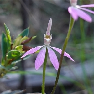 Caladenia carnea at Cowra, NSW - suppressed