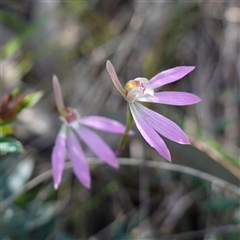 Caladenia carnea at Cowra, NSW - 27 Sep 2024