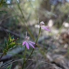Caladenia carnea at Cowra, NSW - suppressed