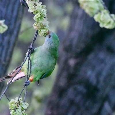 Polytelis swainsonii (Superb Parrot) at Higgins, ACT - 6 Oct 2021 by Untidy