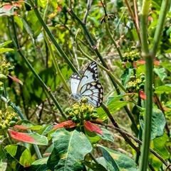 Belenois java (Caper White) at Urangan, QLD - 8 Oct 2024 by BlueBowerArt