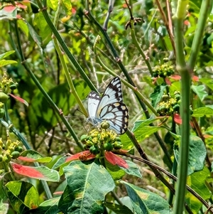 Belenois java (Caper White) at Urangan, QLD by BlueBowerArt