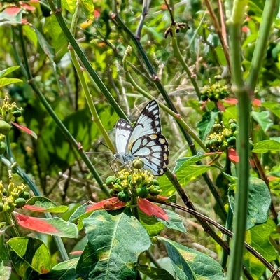 Belenois java (Caper White) at Urangan, QLD - 8 Oct 2024 by BlueBowerArt