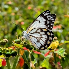 Belenois java at Urangan, QLD - 8 Oct 2024