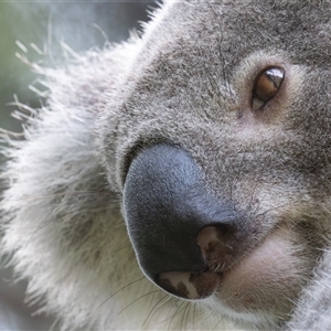 Phascolarctos cinereus (Koala) at Port Macquarie, NSW by rawshorty