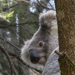 Phascolarctos cinereus at Port Macquarie, NSW - 8 Oct 2024