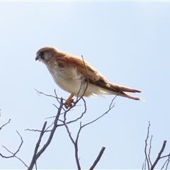 Falco cenchroides (Nankeen Kestrel) at Calwell, ACT - 4 Oct 2024 by MB