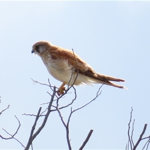 Falco cenchroides at Calwell, ACT - 5 Oct 2024